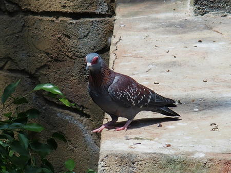 Speckled Pigeon