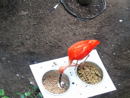 Scarlet Ibis
