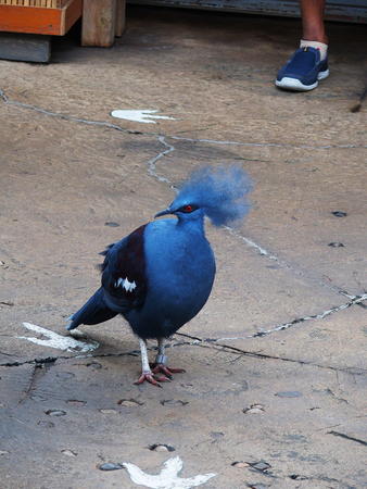 Victoria Crowned Pigeon