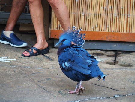 Victoria Crowned Pigeon #3