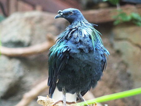 Nicobar Pigeon #2