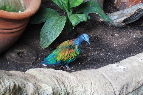 Nicobar Pigeon #3