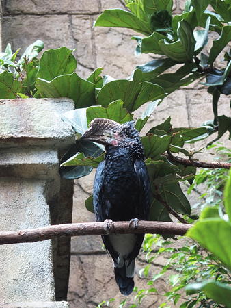 Silvery-Cheeked Hornbill #2