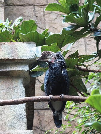 Silvery-Cheeked Hornbill #3