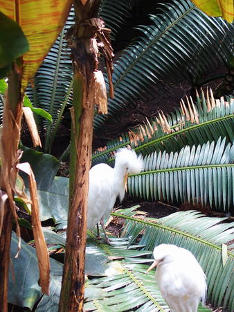 Cattle Egret