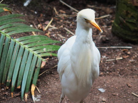Cattle Egret #3