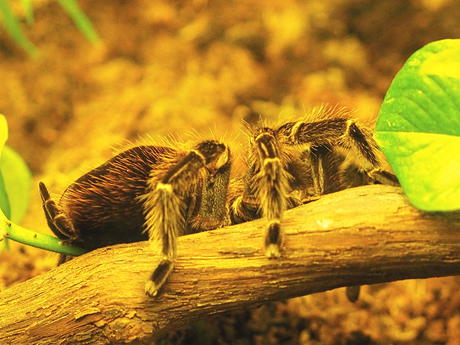 Brazilian Salmon Pink Bird-eating Tarantula #2