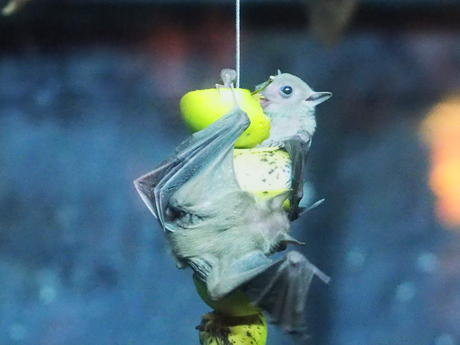 Egyptian Fruit Bats #7