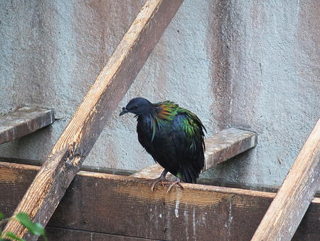 Nicobar Pigeon #4