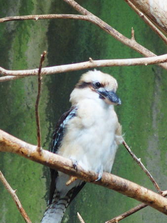 Laughing Kookaburra #2