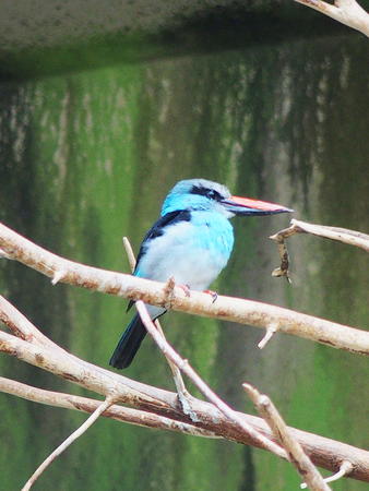 Blue-breasted Kingfisher