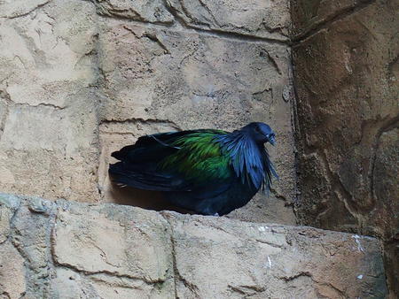 Nicobar Pigeon #5