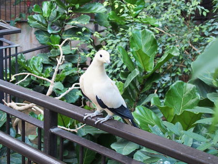 Pied Imperial Pigeon
