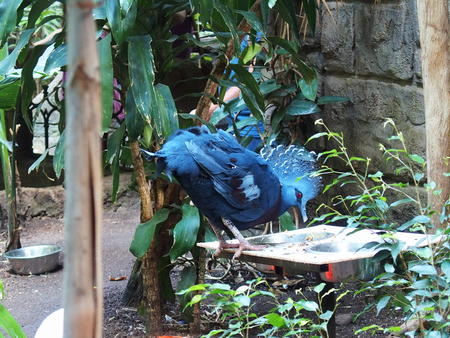 Victoria Crowned Pigeon #4