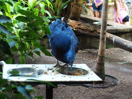 Victoria Crowned Pigeon #5