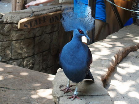 Victoria Crowned Pigeon #6