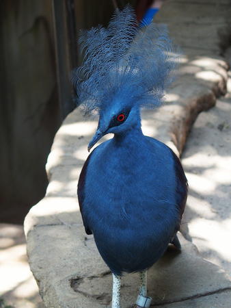 Victoria Crowned Pigeon #7