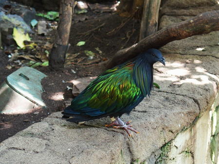 Nicobar Pigeon #6