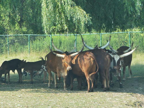 Ankole Cattle