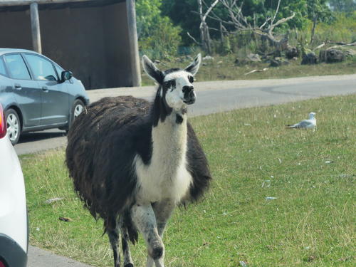 Llama