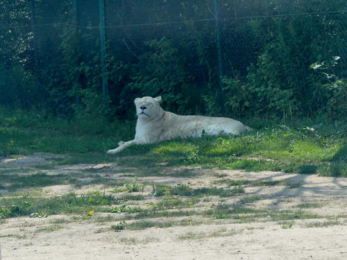 White Lion