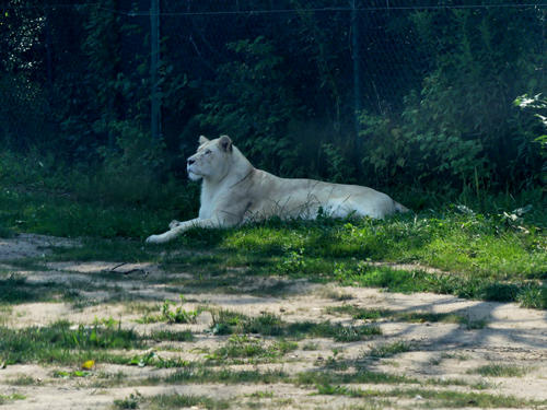 White Lion #2