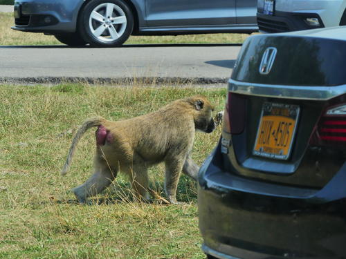 Baboon