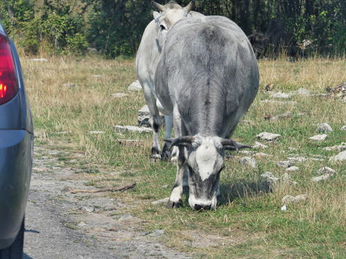 Minature Zebu