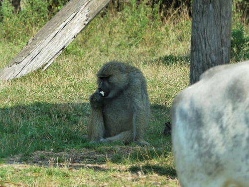 Baboon #3