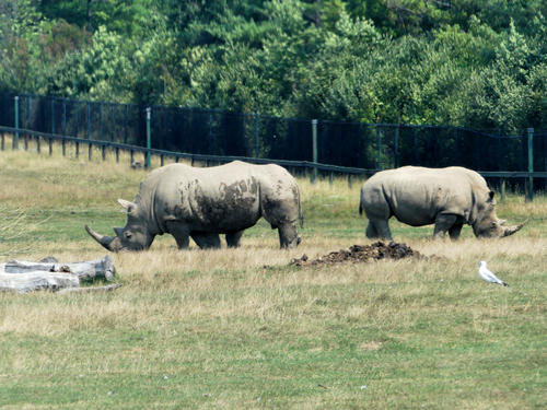White Rhinoceros #3
