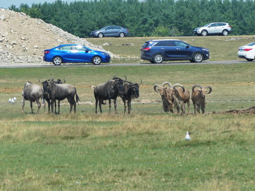 Wildebeast and Barbary Sheep