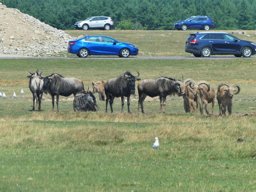 Wildebeast and Barbary Sheep #2