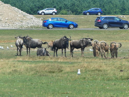 Wildebeast and Barbary Sheep #3