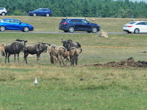 Wildebeast and Barbary Sheep #4