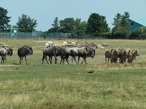 Wildebeast and Barbary Sheep #5