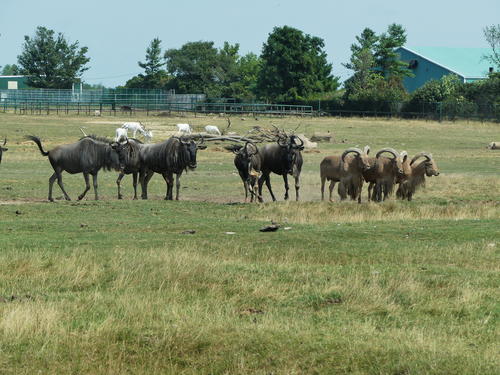 Wildebeast and Barbary Sheep #6