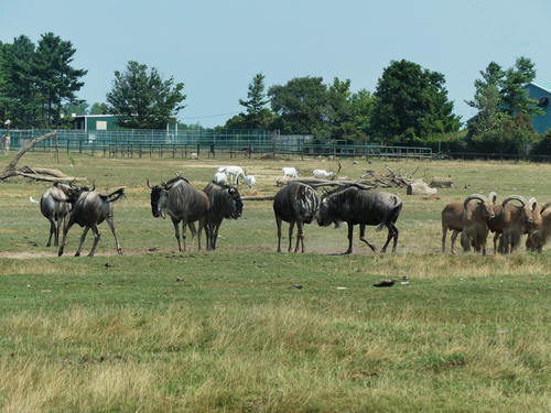 Wildebeast and Barbary Sheep #8