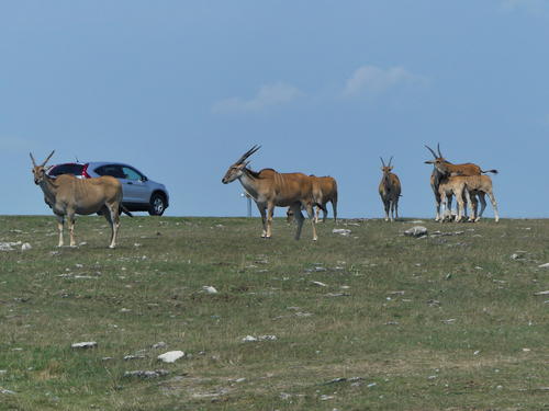 Eland