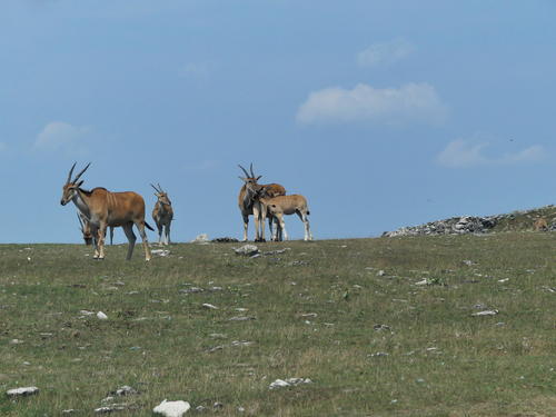 Eland #2