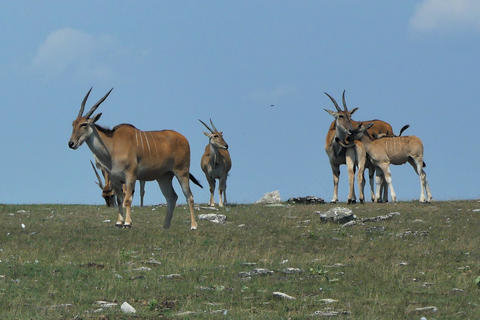 Eland #3