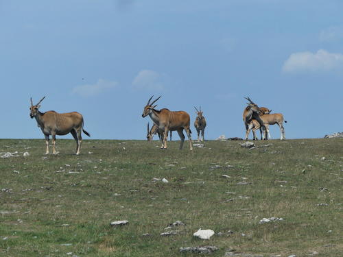 Eland #4