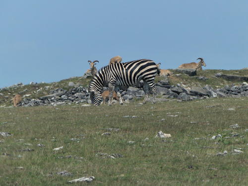 Zebra #2