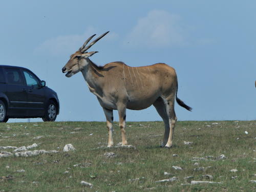 Eland #5