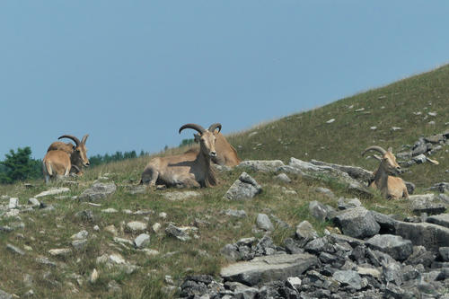 Barbary Sheep #4