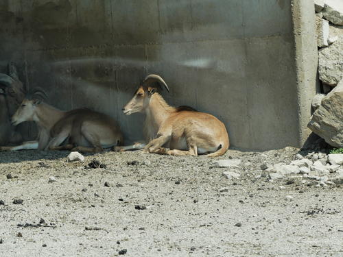 Barbary Sheep #5