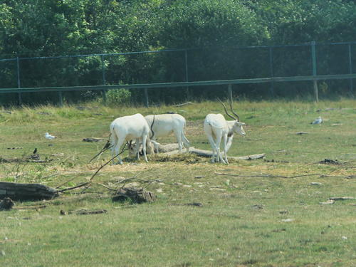 Addax