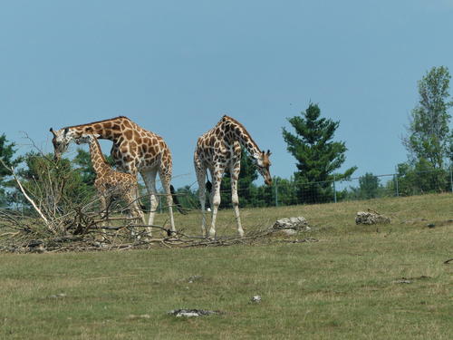 Rothschild Giraffe