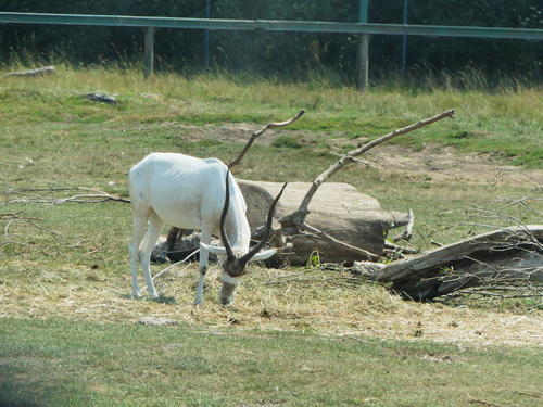 Addax #4