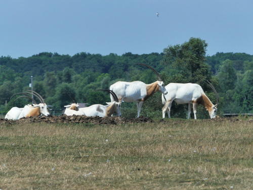 Scimitar Horned Oryx