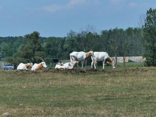 Scimitar Horned Oryx #2